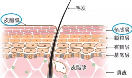什么是神经酰胺及其护肤作用有哪些？
